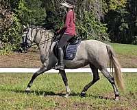 breeding-andalusian-horse
