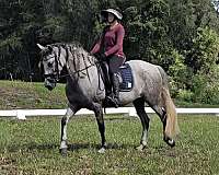 cowboy-mounted-shooting-andalusian-horse