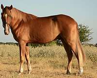 tennessee-walking-gelding
