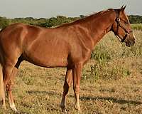 tennessee-walking-horse-for-sale