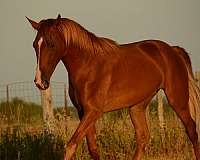 tennessee-walking-horse