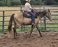 all-around-quarter-horse