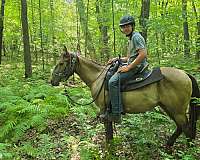 kid-safe-quarter-horse