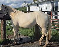 all-around-paint-horse