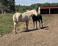 athletic-paint-horse