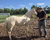 barrel-paint-horse