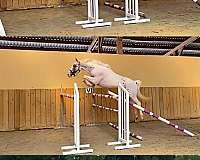agility-belgian-warmblood-horse