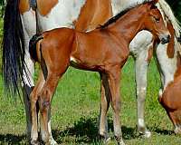 3-low-socks-star-horse