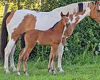 bay-3-low-socks-star-horse