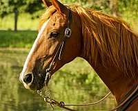 trail-rocky-mountain-horse