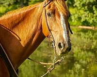 gaited-rocky-mountain-horse