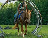 sorrel-rocky-mountain-mare