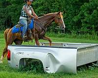 trail-riding-rocky-mountain-horse