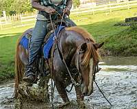 sorrel-gaited-horse