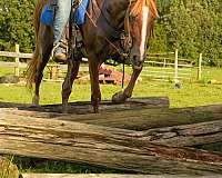 sorrel-trail-horse