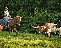 sorrel-trail-riding-horse