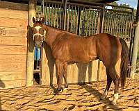 quarter-horse-gelding