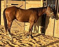 quarter-horse-for-sale