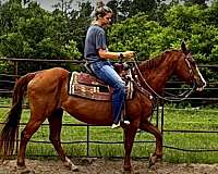 kid-safe-horse-quarter