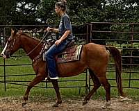 quarter-horse-mare