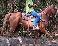 comfortable-lope-quarter-horse