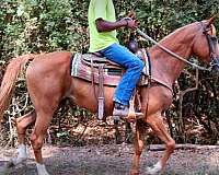 comfortable-lope-horse