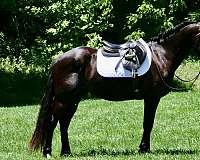right-hind-pastern-horse