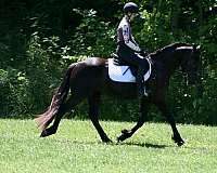 athletic-friesian-horse