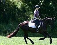 beginner-friesian-horse