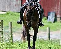 classical-friesian-horse