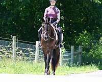 cross-friesian-horse