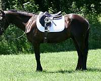 dressage-friesian-horse