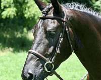 all-around-friesian-horse