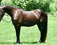 sporthorse-friesian-horse