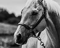ability-palomino-horse