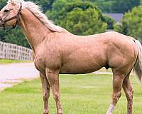 and-easy-to-handle-palomino-horse