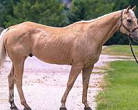 and-willing-palomino-horse