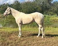 advanced-quarter-horse