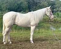 aqha-cremello-gelding