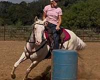 all-quarter-horse
