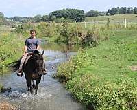 husband-safe-draft-donkey