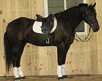 mounted-patrol-draft-donkey
