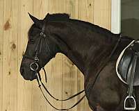pleasure-driving-draft-donkey
