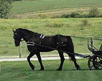 ridden-english-draft-donkey
