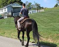 trail-draft-donkey