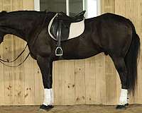 working-draft-donkey