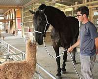 horses-forsale-gelding