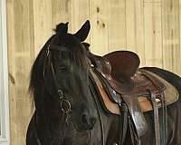 donkeys-forsale-draft