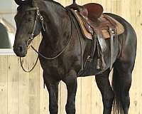good-broke-trail-donkey-draft
