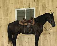 trail-riding-draft-donkey